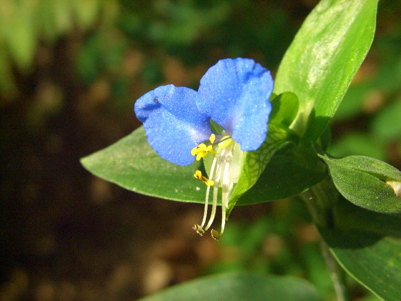 Lotus pedunculatus e Commelina communis